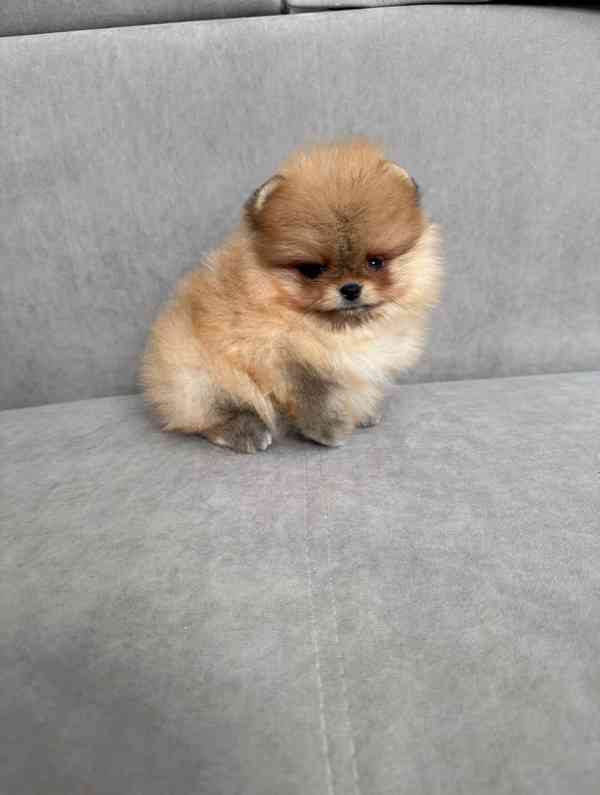 Prodám štěňátka německého špice - foto 2