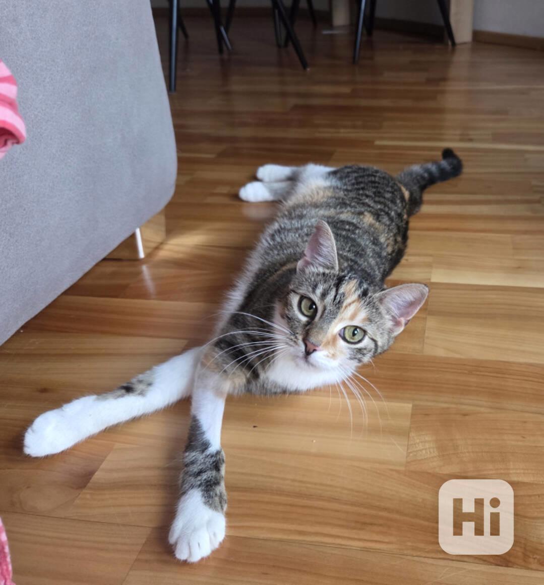 Tmavší 9měsíční tříbarevka Bibi hledá domov,  - foto 1