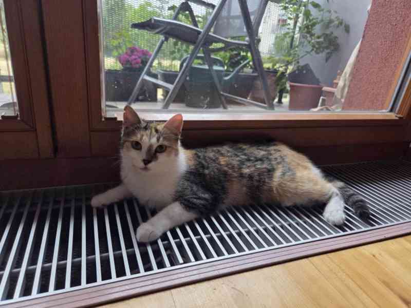 Tmavší 9měsíční tříbarevka Bibi hledá domov,  - foto 4