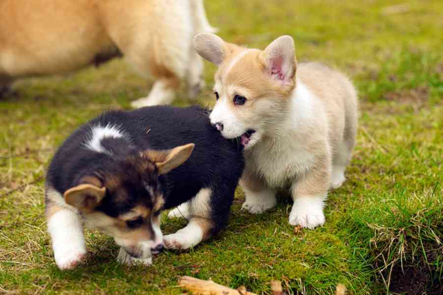 Pembroke Welsh Corgi Pembroke štěňata - foto 4