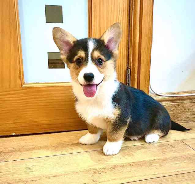 Pembroke Welsh Corgi Pembroke štěňata - foto 2