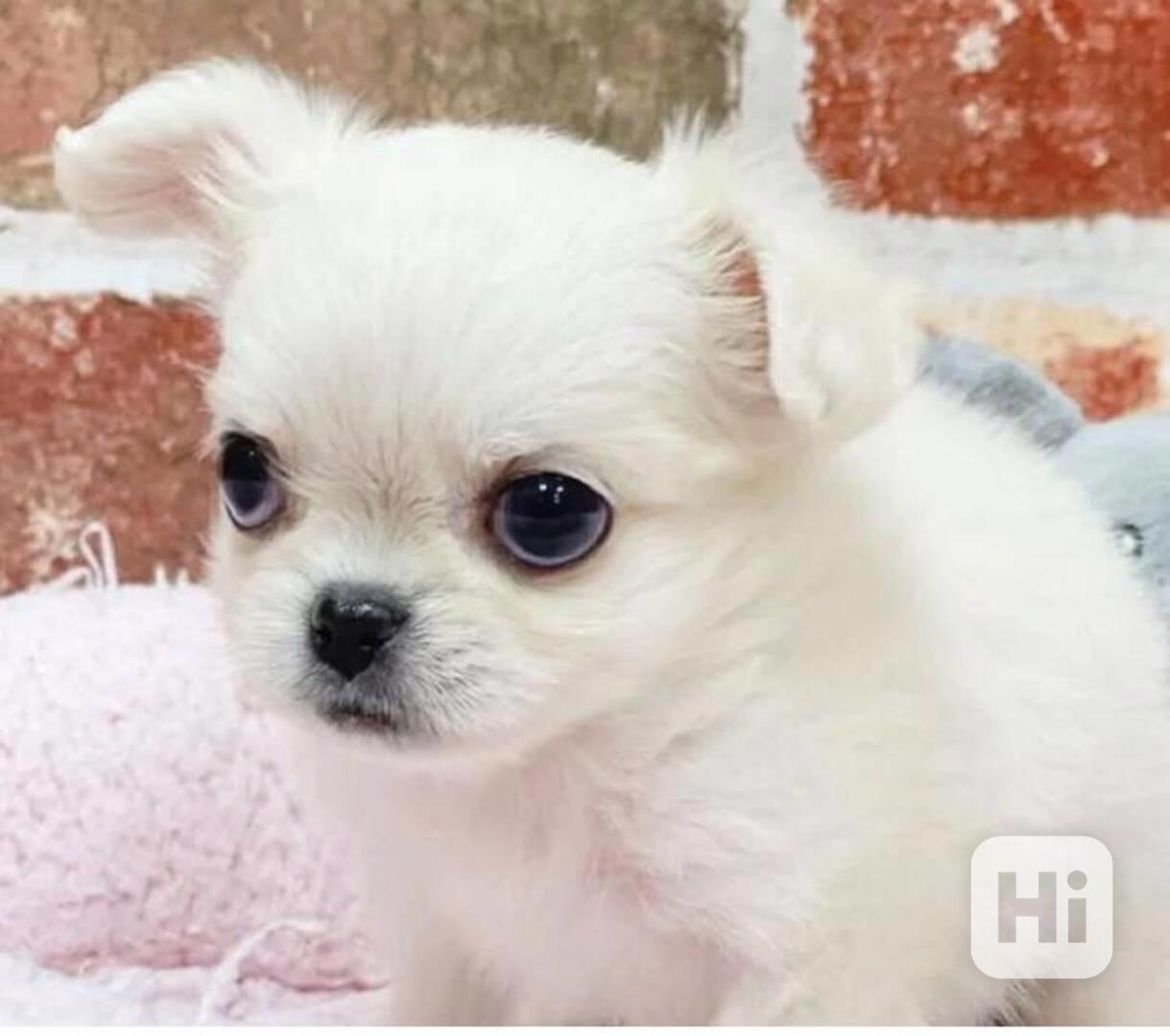 Štěňátka čivavy s pp - foto 1