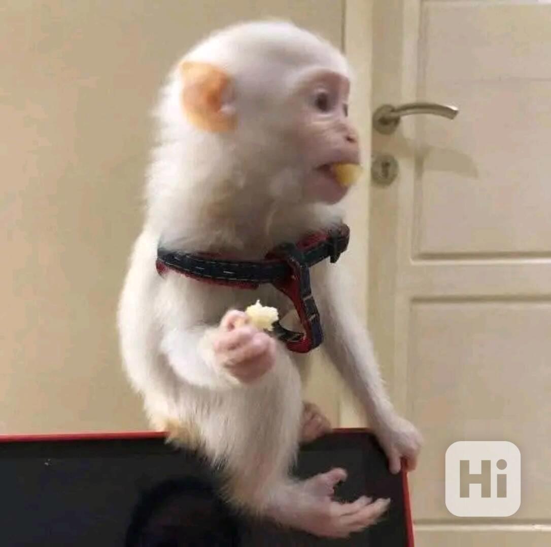  Lékařsky prověření kapucíni - foto 1