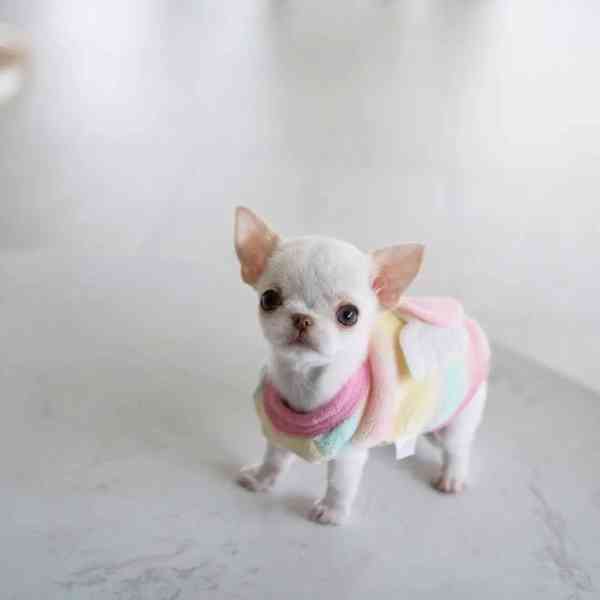 Štěňata čivavy - foto 2