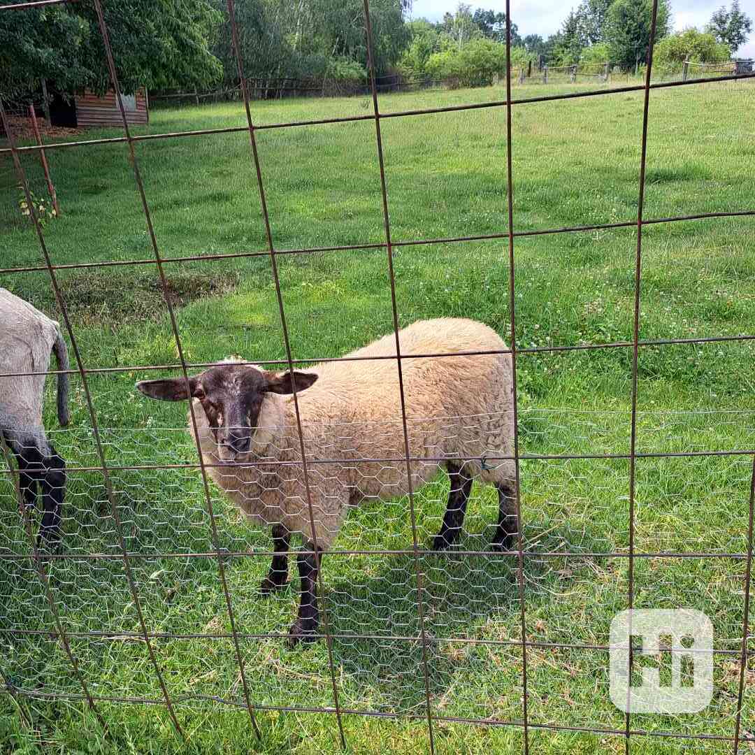 Letošní jehně  - ovečka - foto 1