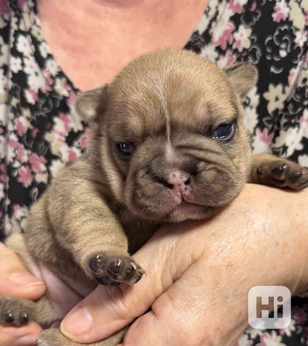 Francouzský buldoček štěnátka - foto 1