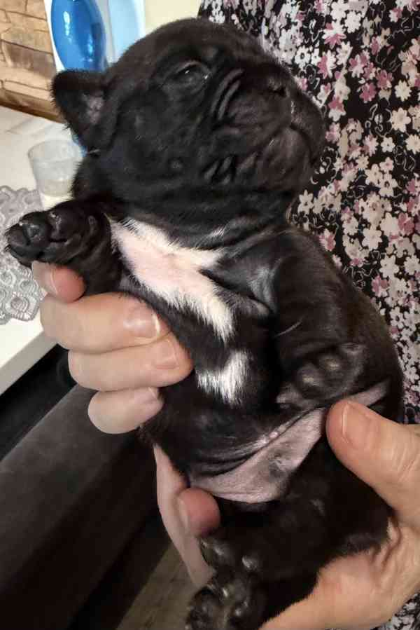 Francouzský buldoček štěnátka - foto 8