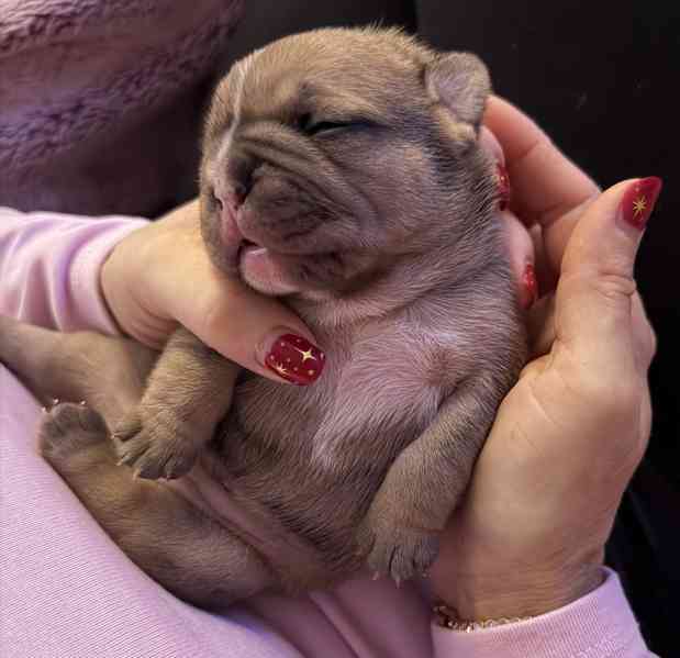 Francouzský buldoček štěnátka - foto 13