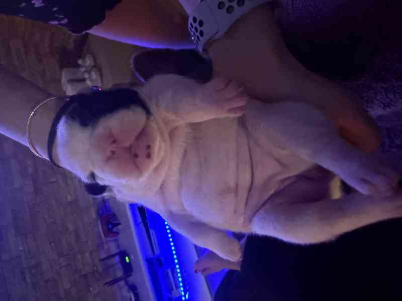 Francouzský buldoček štěnátka - foto 12