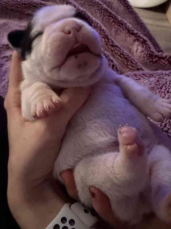 Francouzský buldoček štěnátka - foto 11