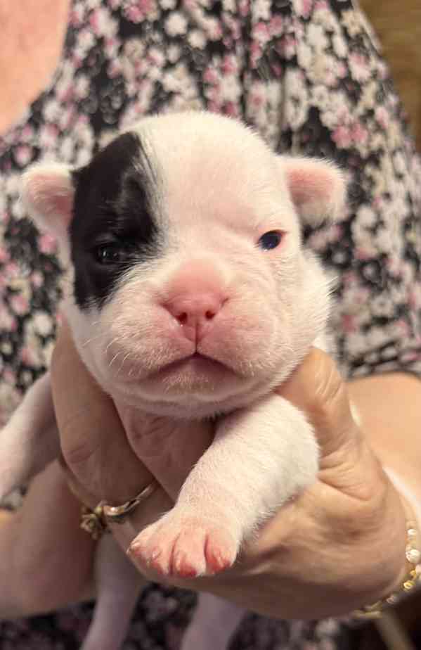 Francouzský buldoček štěnátka - foto 3