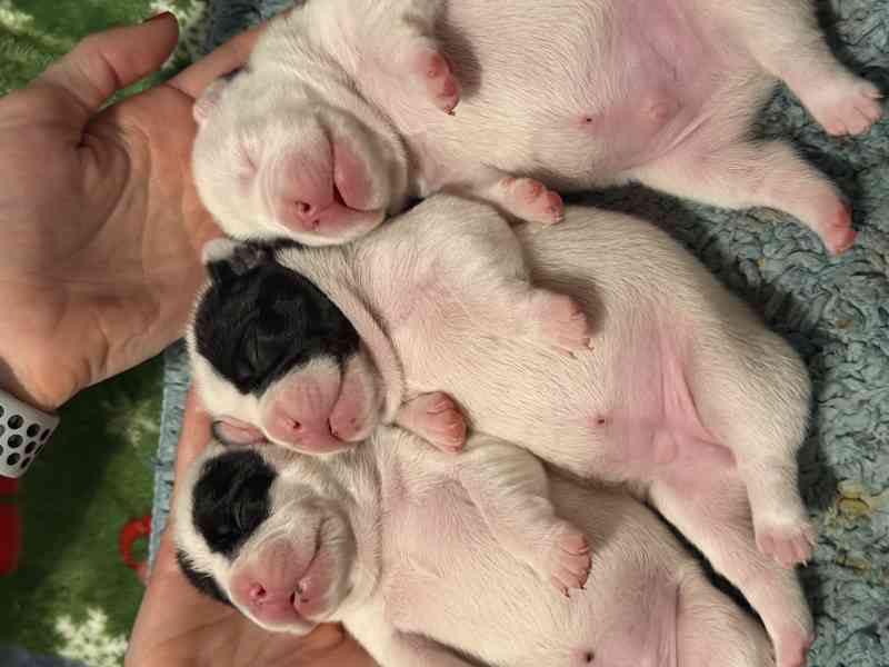 Francouzský buldoček štěnátka - foto 14