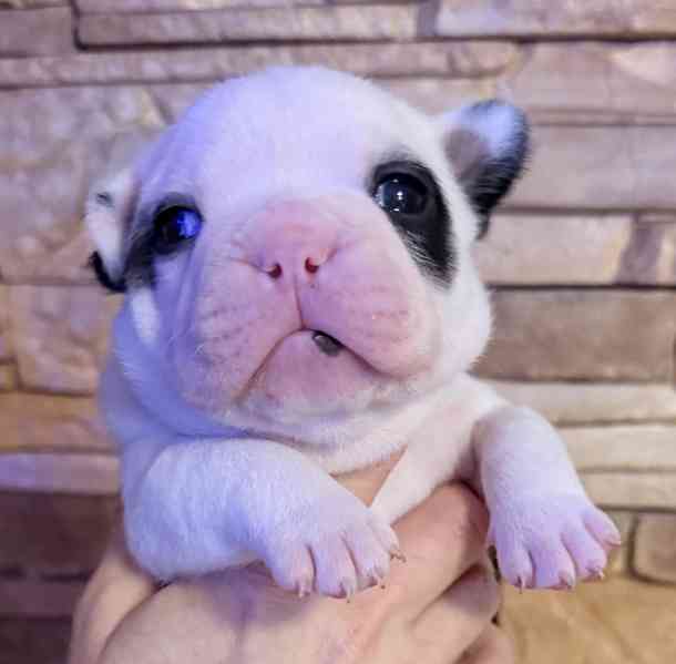 Francouzský buldoček štěnátka