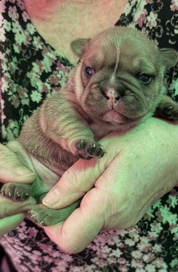 Francouzský buldoček štěnátka - foto 9