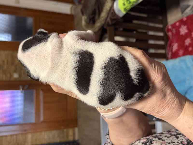 Francouzský buldoček štěnátka - foto 6