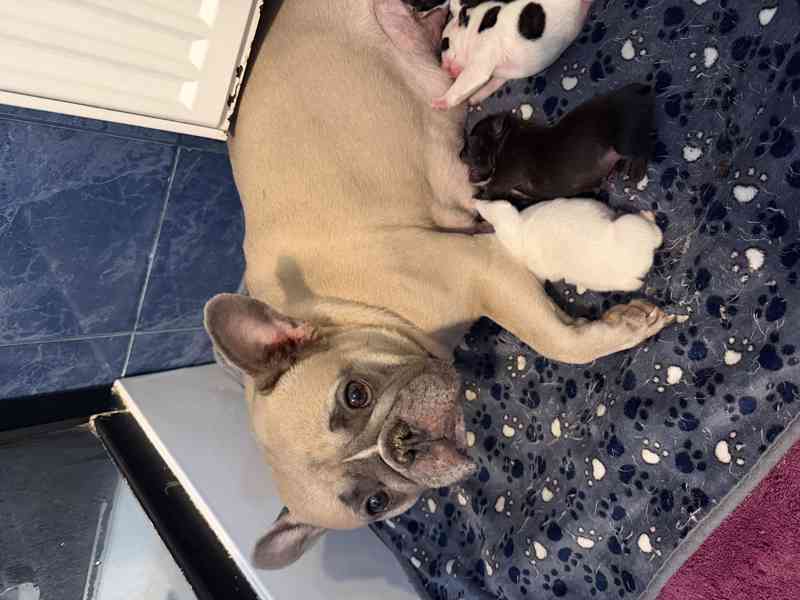 Francouzský buldoček štěnátka - foto 7