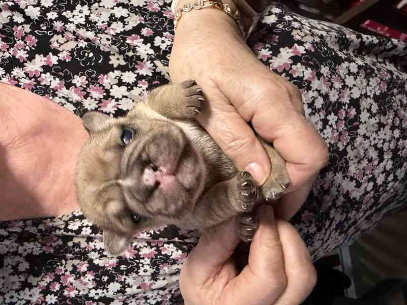 Francouzský buldoček štěnátka - foto 2