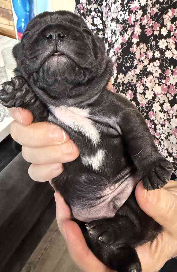 Francouzský buldoček štěnátka - foto 4