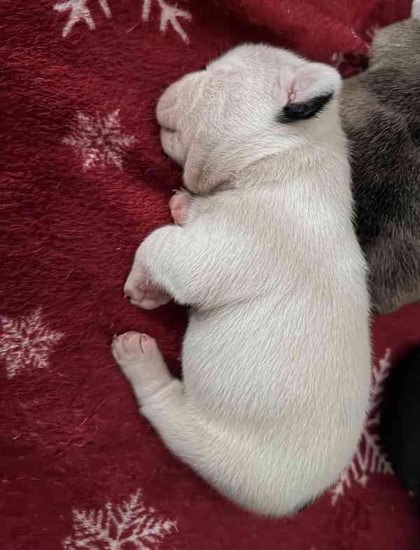 Francouzský buldoček štěnátka - foto 10