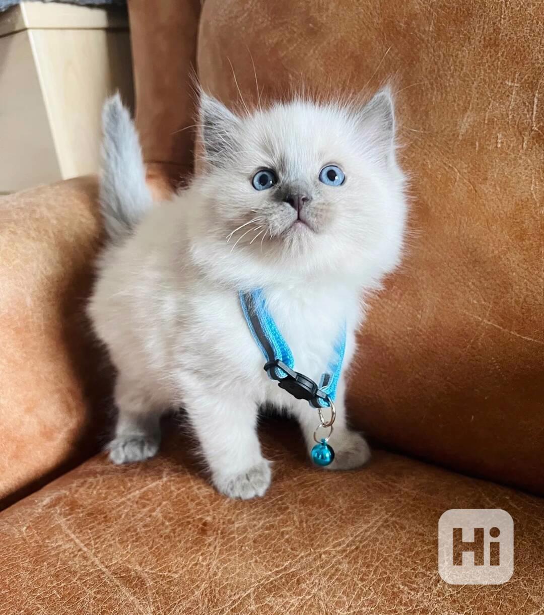 Dvě krásná koťátka plemene Ragdoll potřebují novou rodinu - foto 1