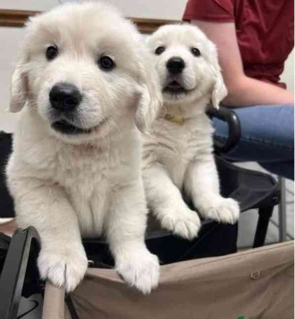 K dispozici roztomilá štěňata zlatého retrívra - foto 1