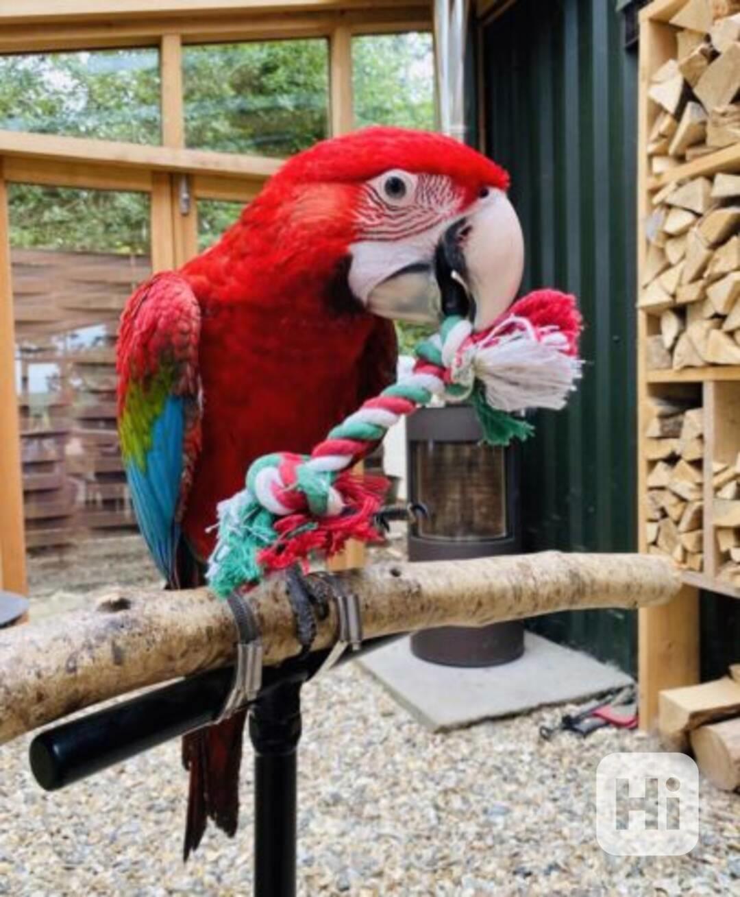 🦜💙💛 Ručně krmení modrozlatí arové - foto 1