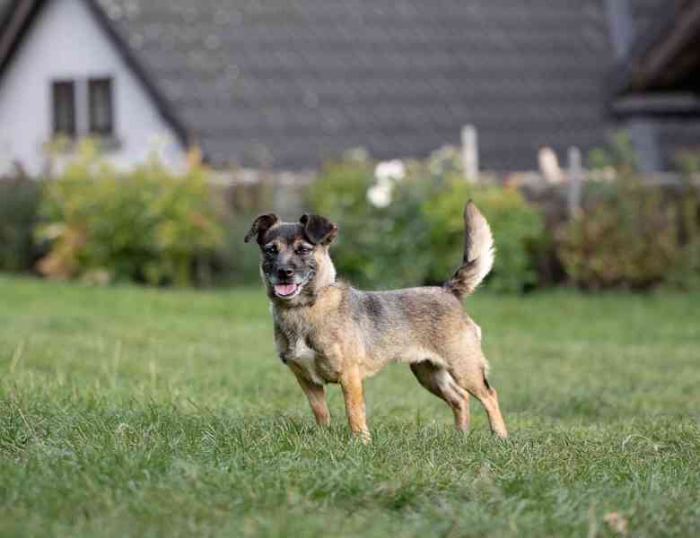 NATÁLKA - 6 kg, kastrovaná fenečka 6 let  - foto 4
