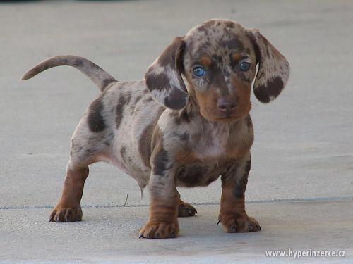 Sháním Jezevčíka RED MERLE - foto 1