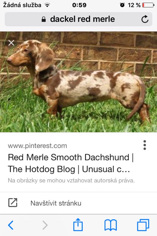 Sháním Jezevčíka RED MERLE - foto 2