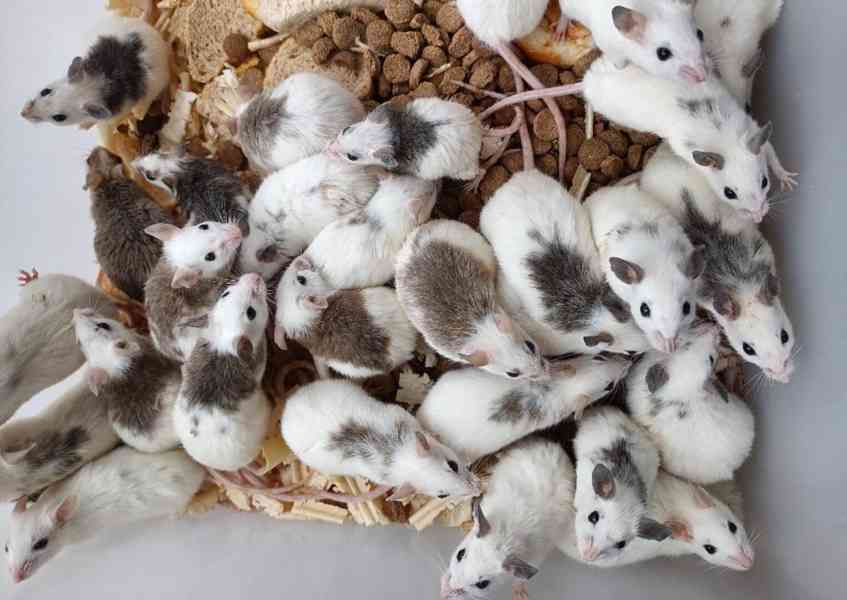 Mastomyši /krysa malá/ - foto 1