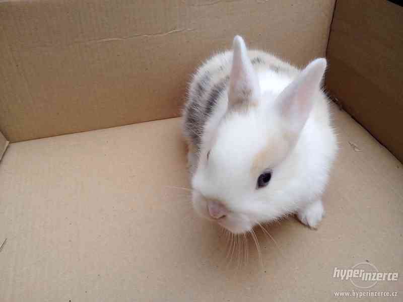 zakrslý králík - foto 4
