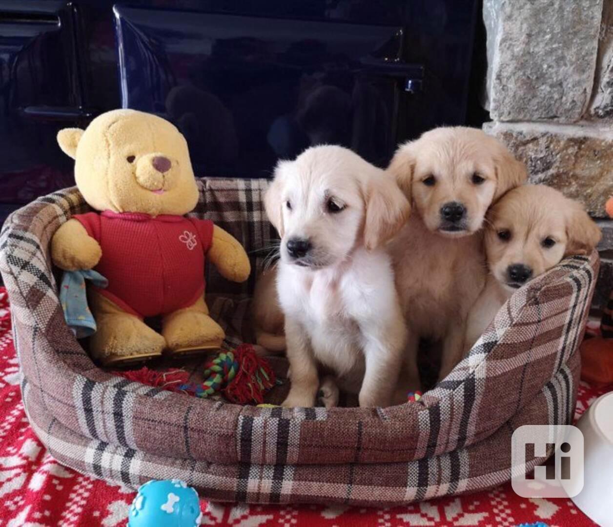 Rozkošná štěňata zlatého retrívra k dispozici - foto 1
