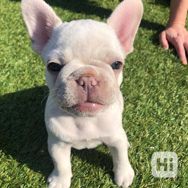 French bulldog - foto 1