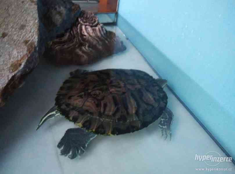 Vodní želva - foto 3