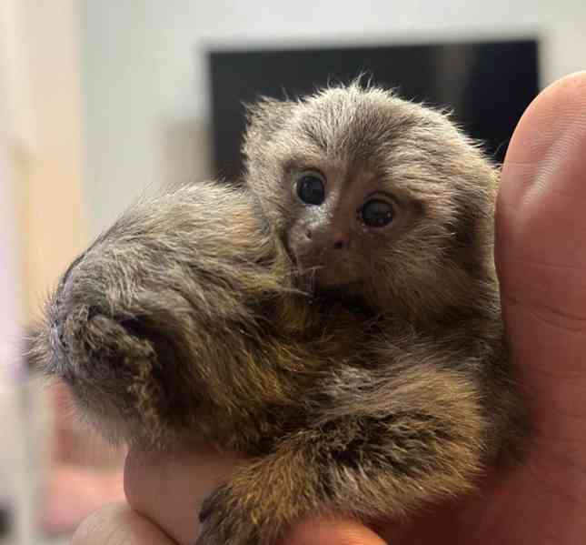 Mláďata kosmanů trpasličích k adopci. - foto 6