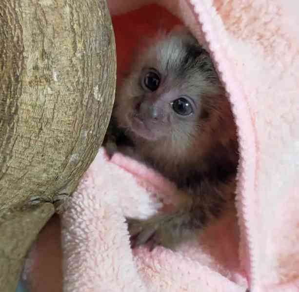 Mláďata kosmanů trpasličích k adopci. - foto 3