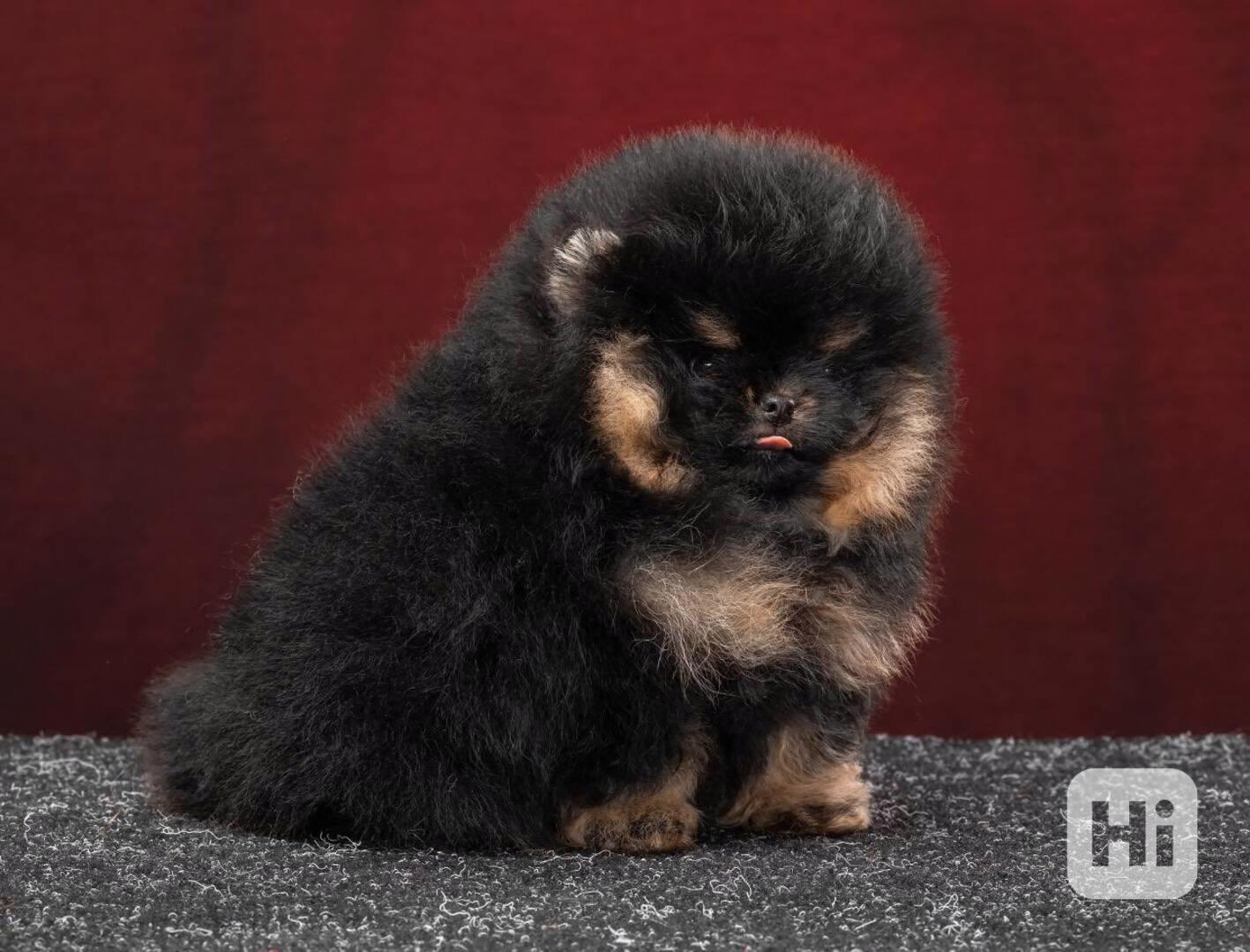 Nabízíme k prodeji pomeraniana - foto 1