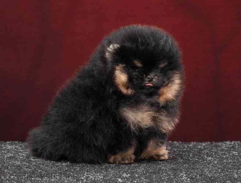 Nabízíme k prodeji pomeraniana - foto 1