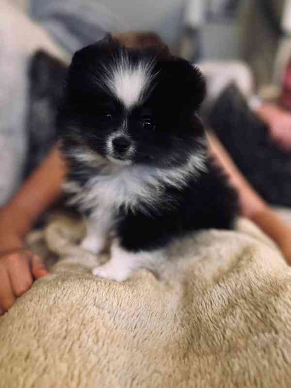 Nabízíme k prodeji pomeraniana - foto 4