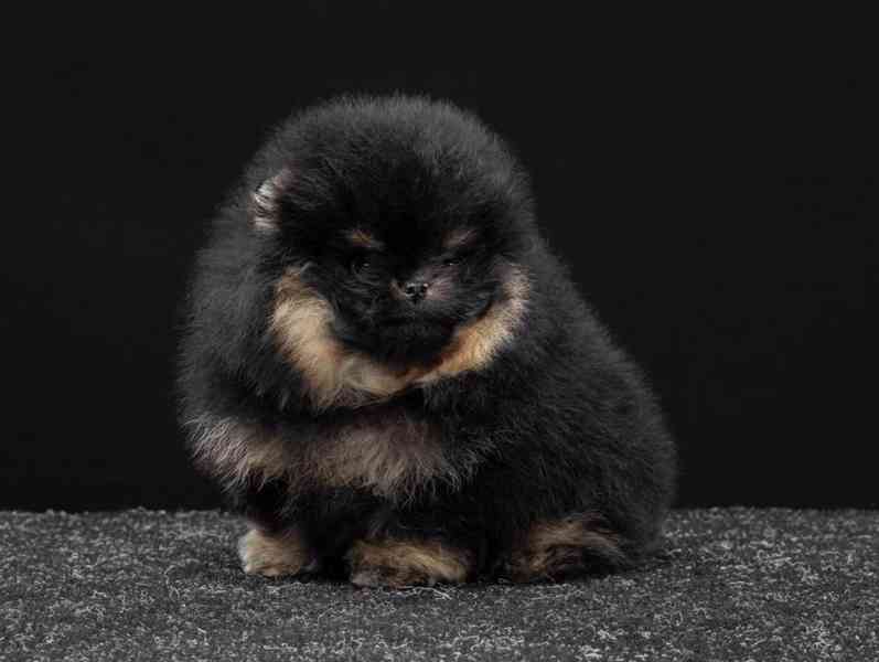 Nabízíme k prodeji pomeraniana - foto 3