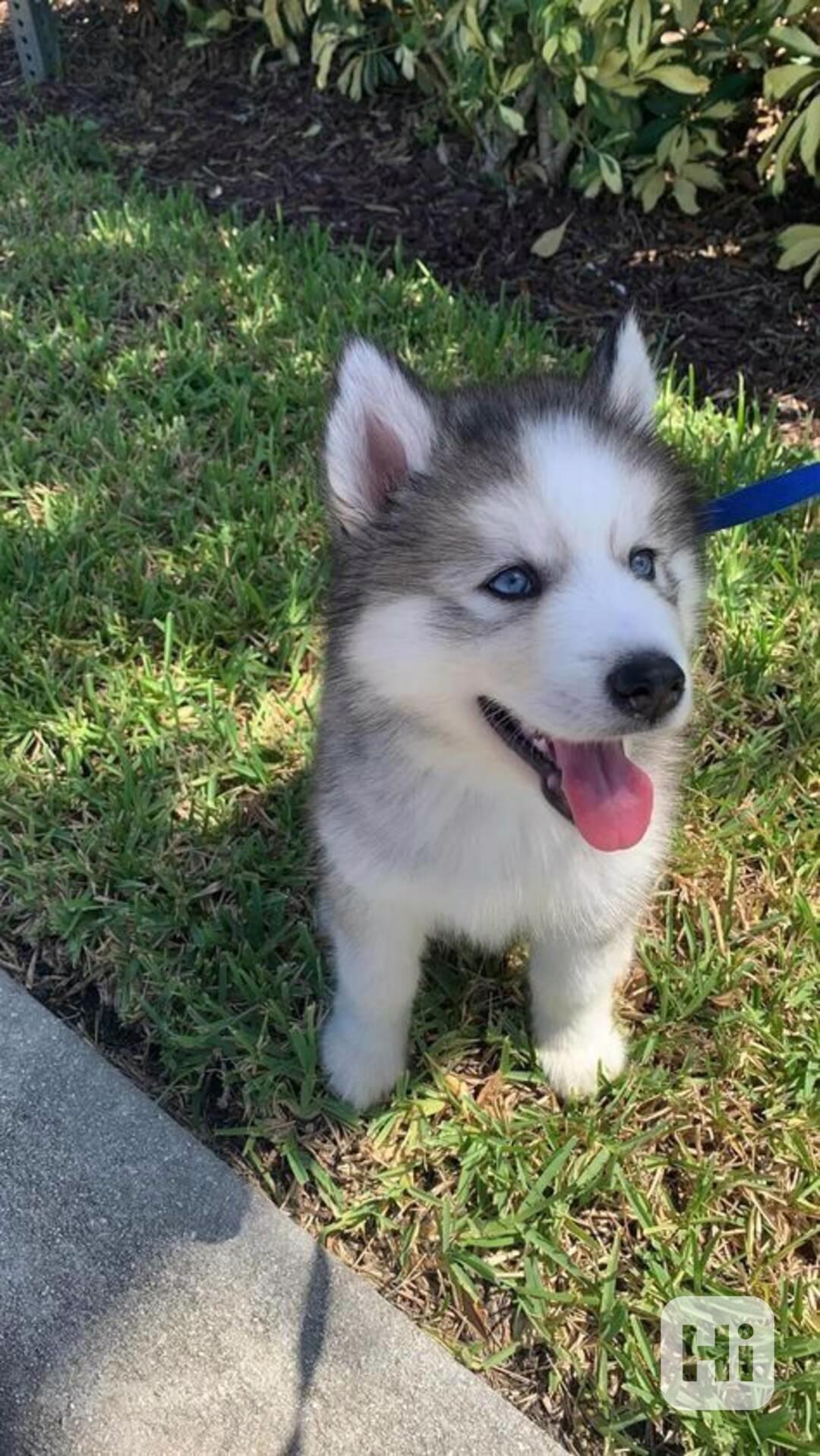 Zdarma dárek štěňata sibiřského huskyho k adopci   - foto 1