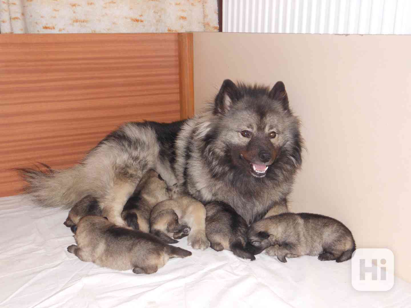 Vlčí špic - foto 1