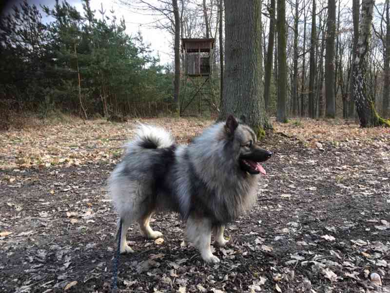 Vlčí špic - foto 5