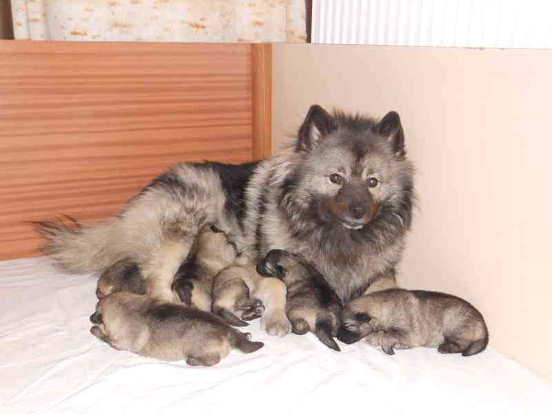 Vlčí špic - foto 2