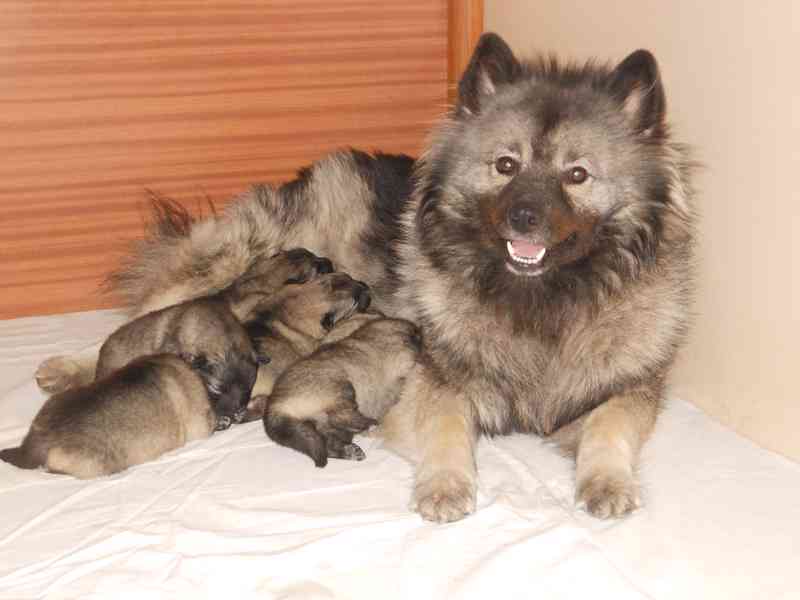 Vlčí špic - foto 4