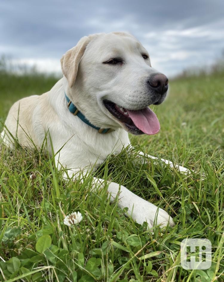 Labradorský retrívr roční fena s PP - foto 1