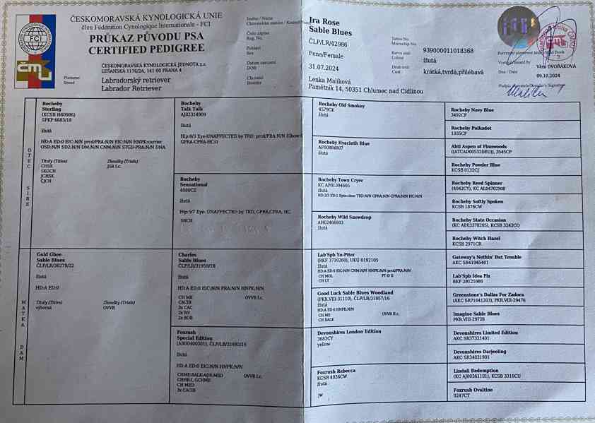 Labradorský retrívr roční fena s PP - foto 2