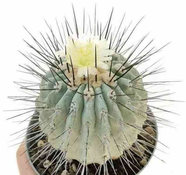 Kaktus Copiapoa dealbata (odb. na Caleta Angosta) - semena