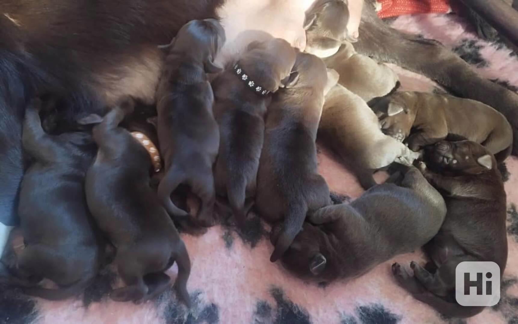 labrador retriver for rehoming  - foto 1