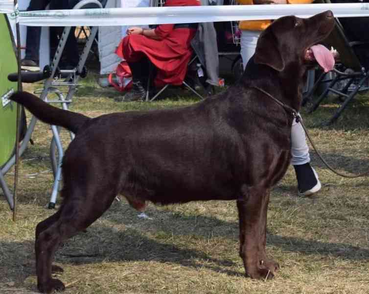 labrador retriver for rehoming  - foto 6